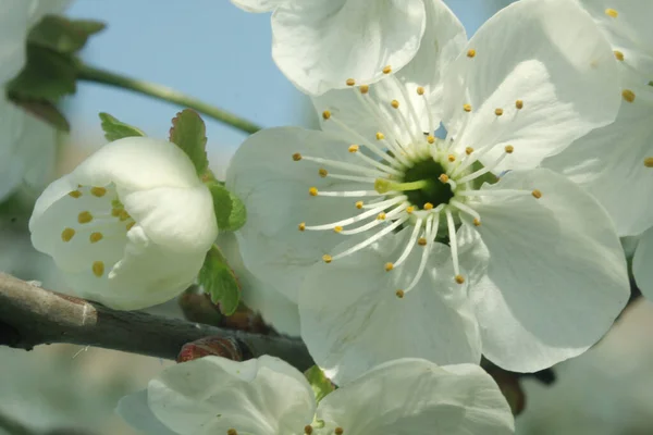 Manzano Flores Primavera Jardines Con Flores Primavera —  Fotos de Stock