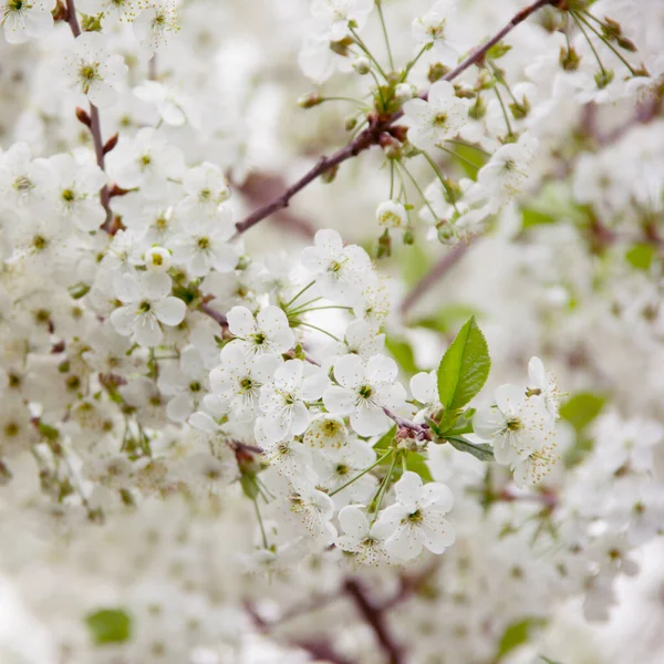 樱桃树在春天开花 春天开花的花园 — 图库照片
