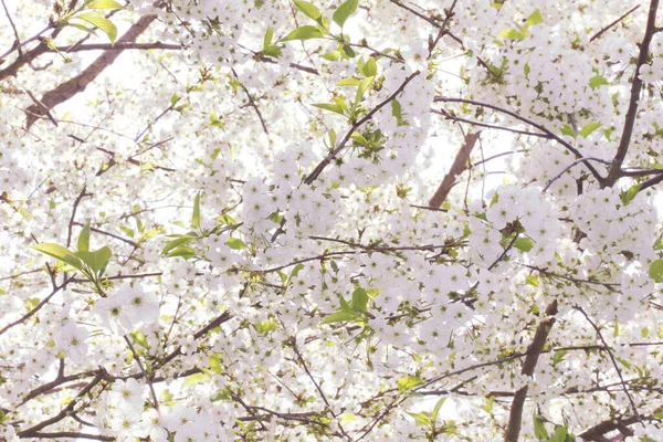 Cerejeira Flores Primavera Primavera Jardins Floridos — Fotografia de Stock