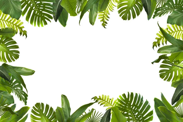 Tropical Leaves Background — Stock Photo, Image