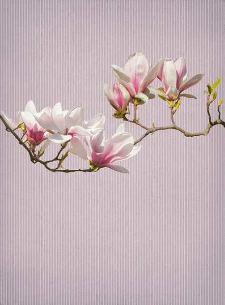 Magnolia Flower Paper Background — Stock Photo, Image