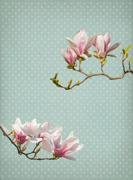 Magnolia flor papel fundo — Fotografia de Stock