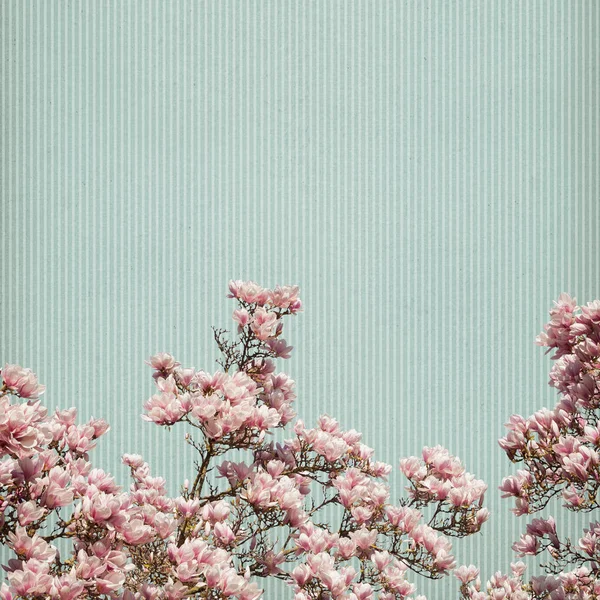 Manolya çiçek kağıt arka plan — Stok fotoğraf