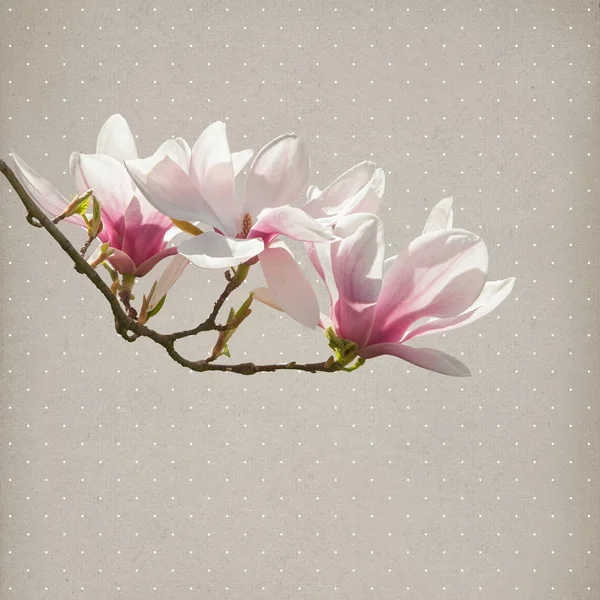 Magnolia Flower Paper Background — Stock Photo, Image