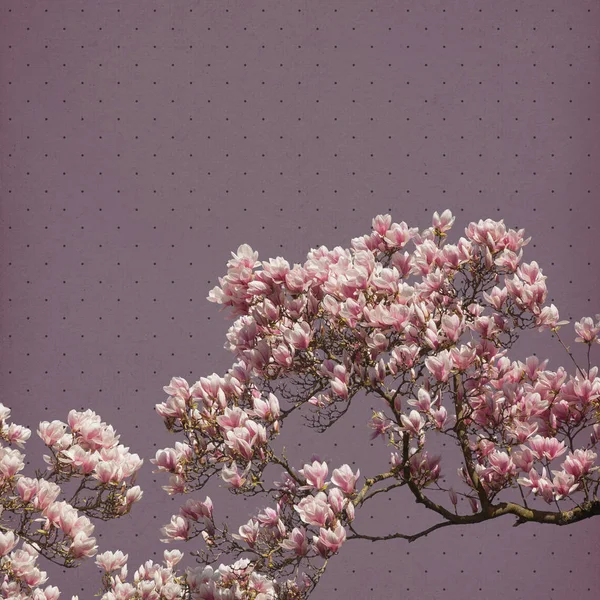 Magnolia blomma papper bakgrund — Stockfoto