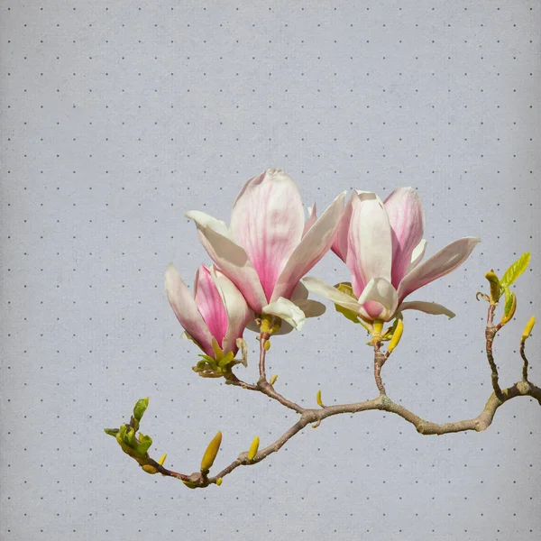 Magnólia virág papír háttér — Stock Fotó