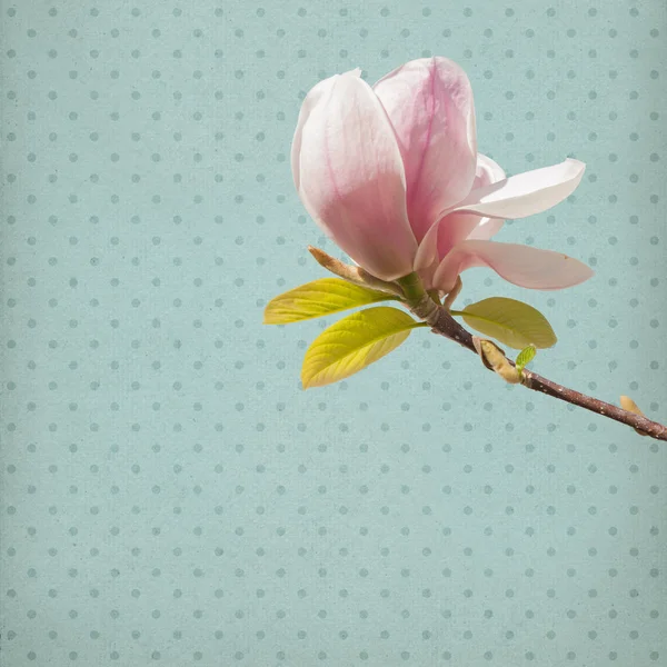 Magnolie Blume Papier Hintergrund — Stockfoto