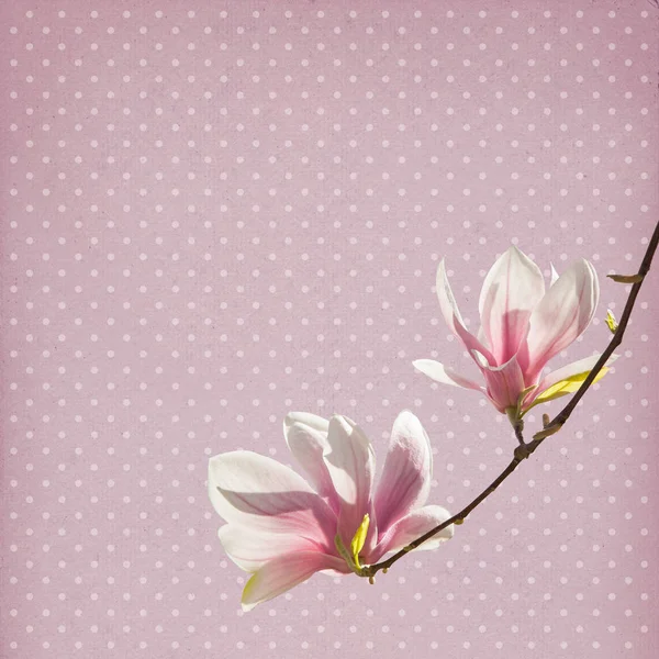 Magnólie květ papírové pozadí — Stock fotografie