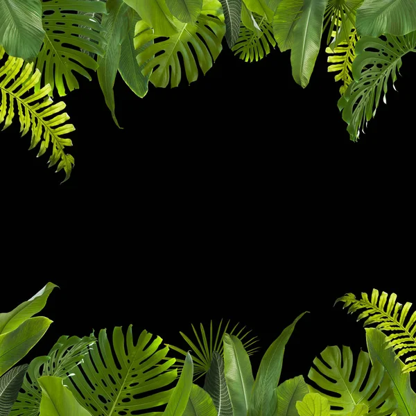 Tropicale giungla foglie sfondo — Foto Stock