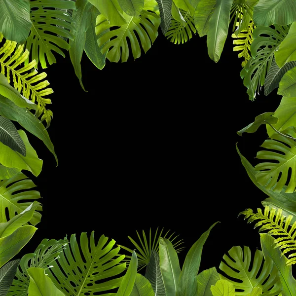 Tle liści tropikalnej dżungli — Zdjęcie stockowe