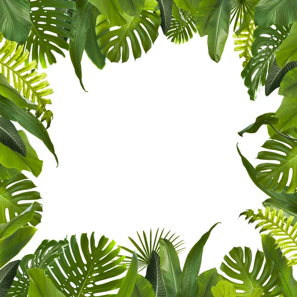 Tropical Jungle Leaves Background — Stock Photo, Image