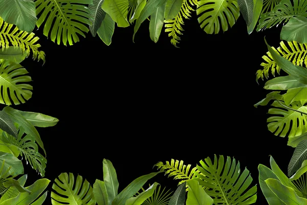 Tle liści tropikalnej dżungli — Zdjęcie stockowe