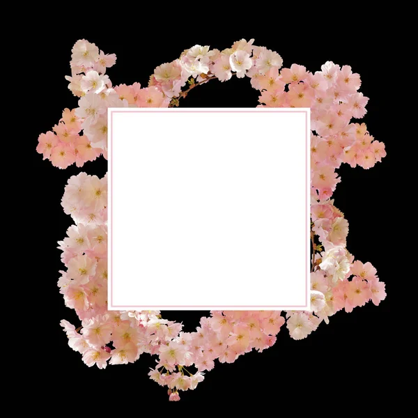 Kiraz çiçeği arkaplanı — Stok fotoğraf