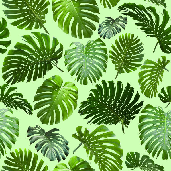 Безшовные листья тропических джунглей
