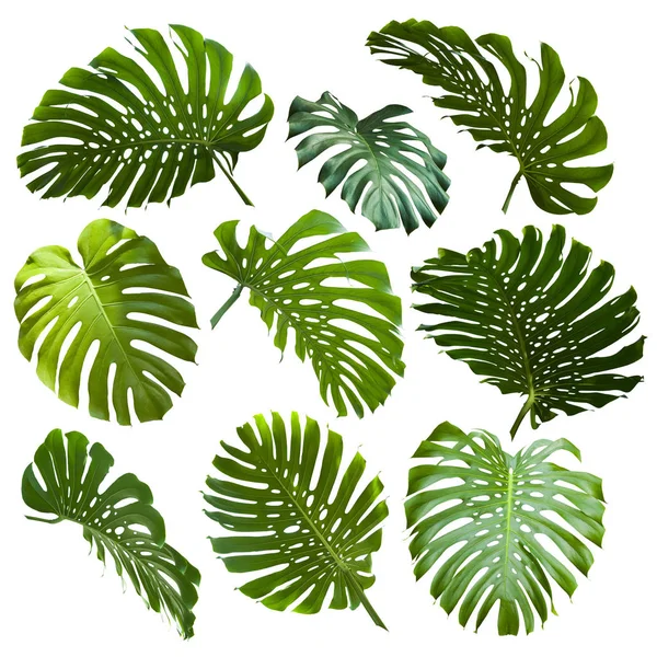 Φύλλα τροπικής ζούγκλας — Φωτογραφία Αρχείου