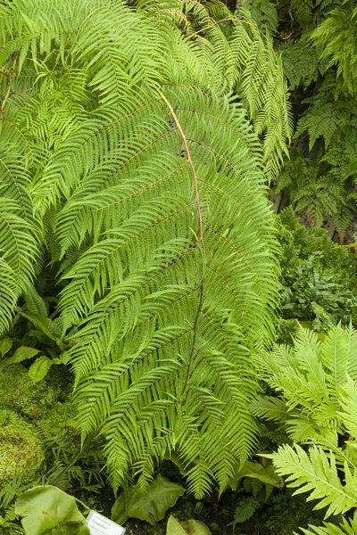 Hoja de helecho tropical en el fondo de la selva —  Fotos de Stock