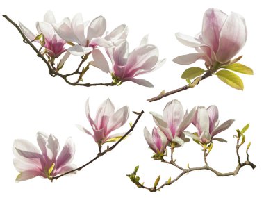 Magnolia Flowers on white background clipart