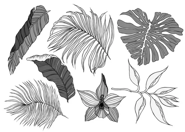 Illustration des feuilles de jungle tropicale — Photo