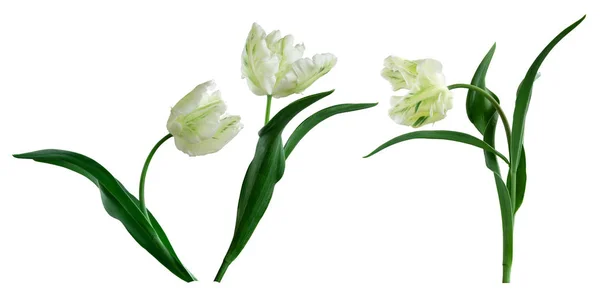 Tulipany izolowane na białym — Zdjęcie stockowe