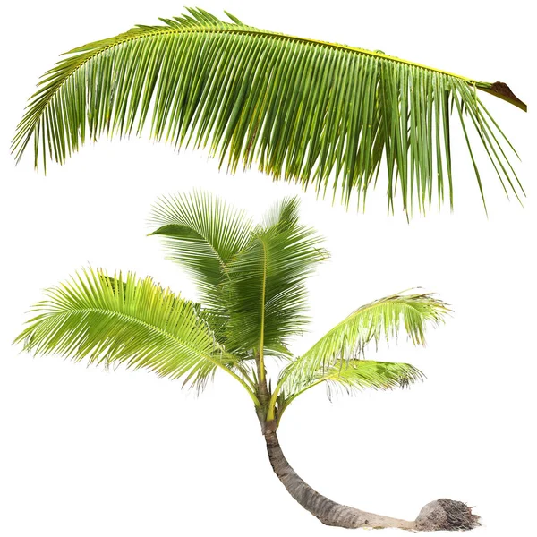 Palmboom op witte achtergrond — Stockfoto