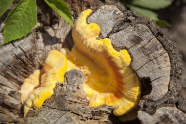 mantarı, eski ağaçta mantar 