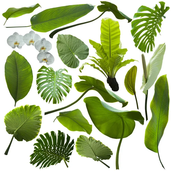 Tropische Jungle bladeren achtergrond — Stockfoto