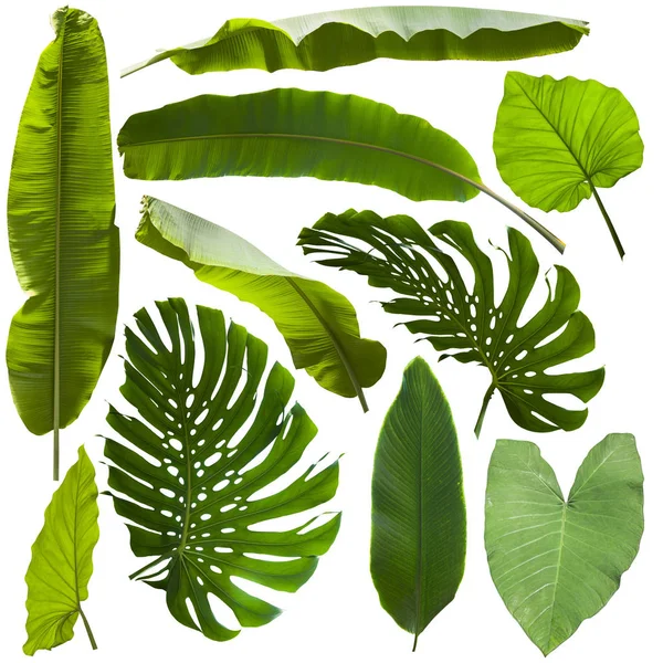 Tropische Jungle bladeren achtergrond — Stockfoto