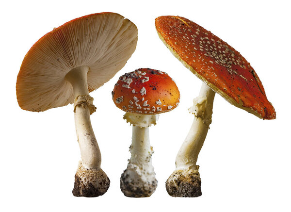fly agaric on white background