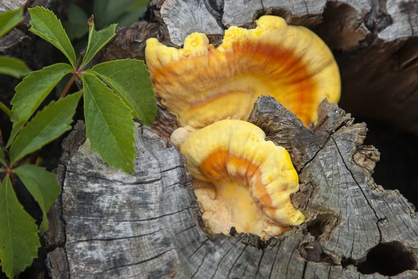 mantarı, eski ağaçta mantar 