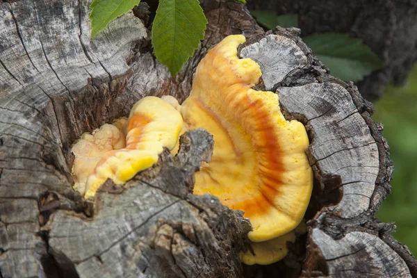 Sulfure, champignon sur vieil arbre — Photo