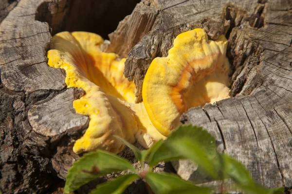 mantarı, eski ağaçta mantar 