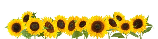 Tournesols isolés sur fond blanc — Photo