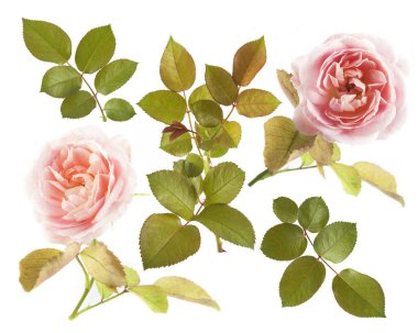 güzel güller beyaz zemin üzerine izole