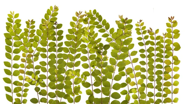 Зелене листя живоплоту ізольоване на білому — стокове фото