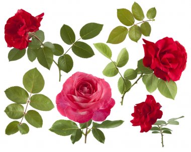 beautiful roses isolated on white background clipart