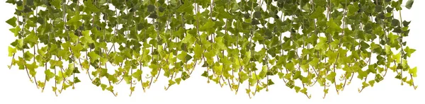 Ivy leaves isolated on white background — Stock Photo, Image