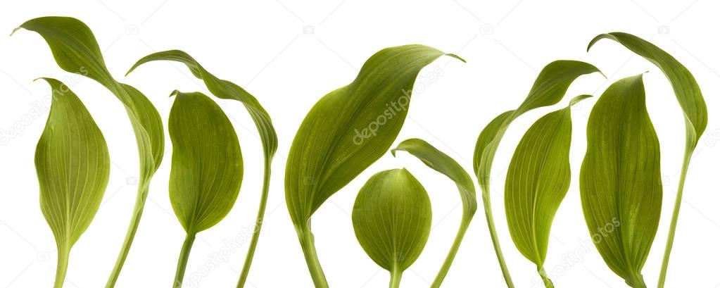 fresh green jungle leaves isolated on white