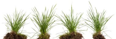 izole yeşil taze ot çayır 