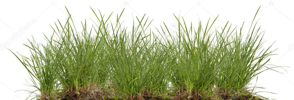 green fresh grass meadow isolated 
