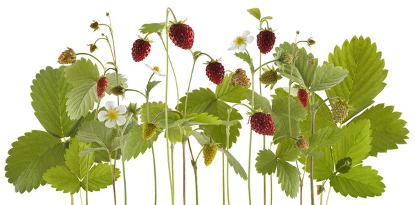 Bos van verse rijpe aardbeien geïsoleerd — Stockfoto