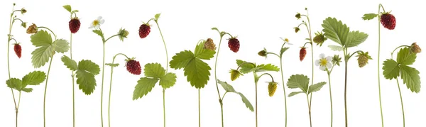 Bos van verse rijpe aardbeien geïsoleerd — Stockfoto