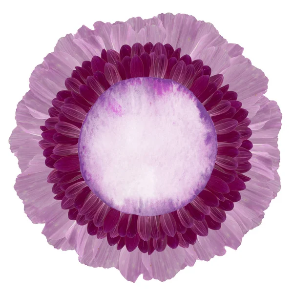 Kolorowy kwiat naklejki tła dla tekstu — Zdjęcie stockowe