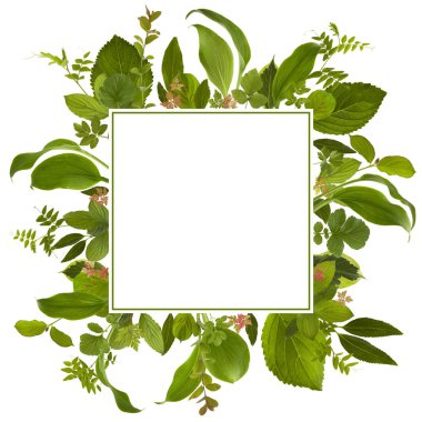 çok güzel bahçe orman yaprak çayır arka plan 