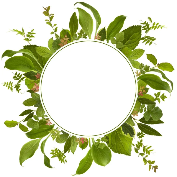 çok güzel bahçe orman yaprak çayır arka plan 