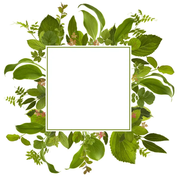 çok güzel bahçe orman yaprak çayır arka plan 