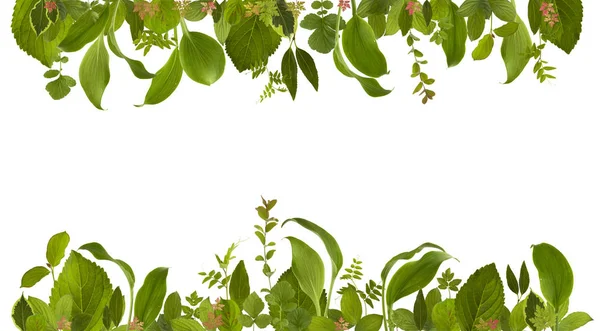 Schattig tuin jungle blad weide achtergrond — Stockfoto