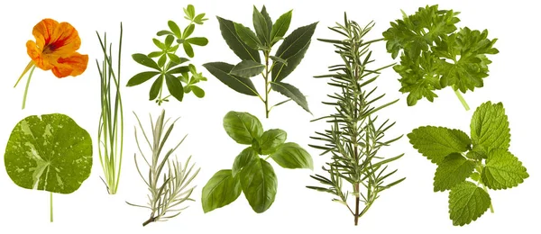 Fresh kitchen herbs collection isolated — Stock Photo, Image
