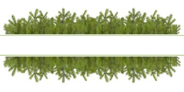 Çam dalları Noel dekorasyon izole 