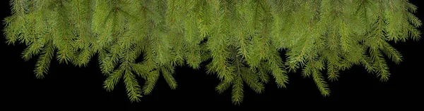 Pine branches christmas decoration isolated — Stock Photo, Image