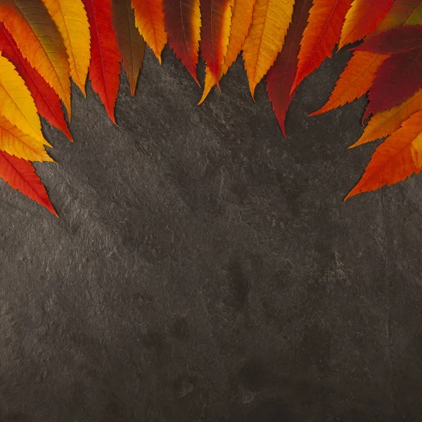 Barevné podzimní listí pozadí s břidlicovou deskou — Stock fotografie